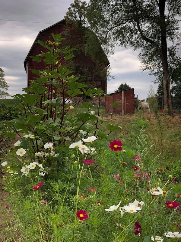 farm flowers.JPG